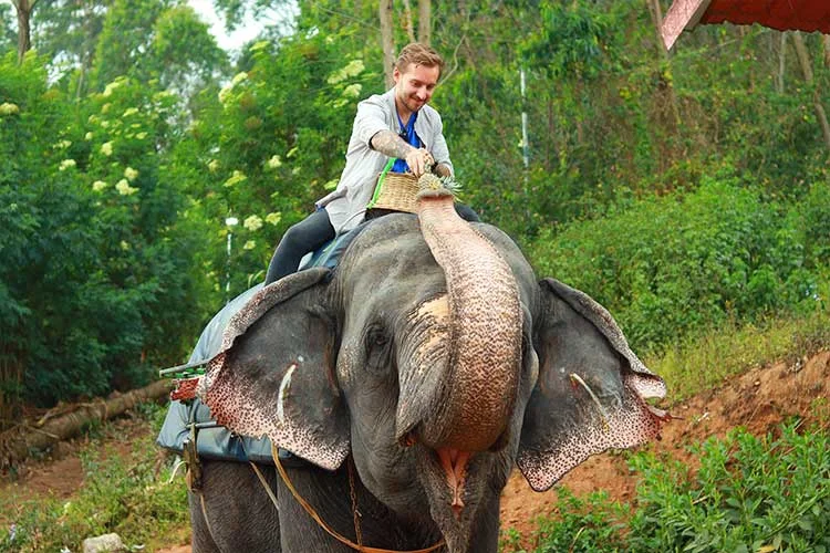 Elephant feeding 1