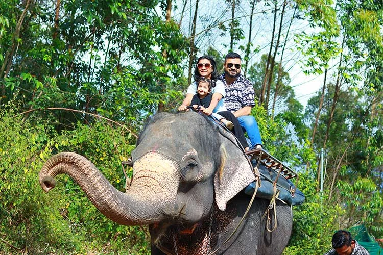 Majestic Elephant Safari path