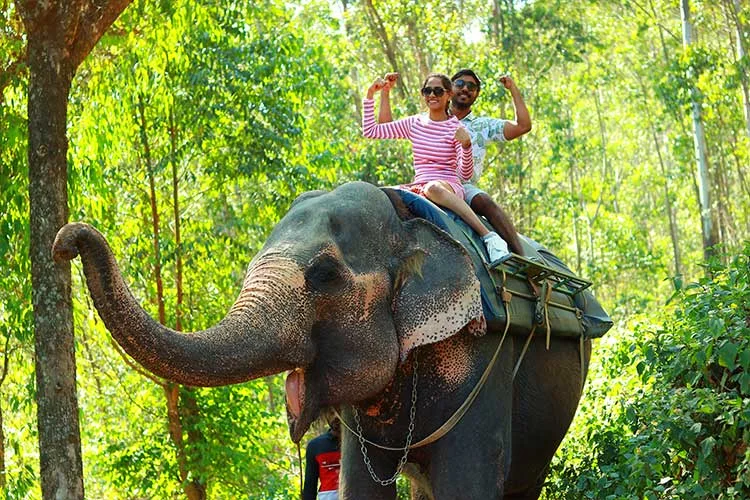 Elephant Walk Munnar