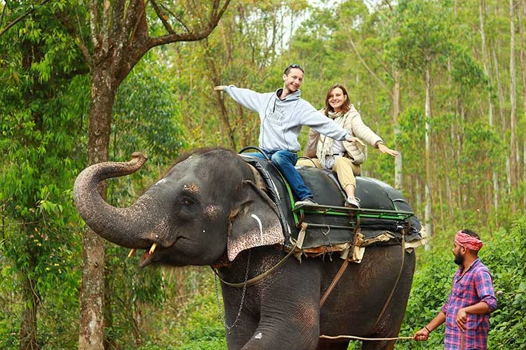 Majestic Elephant ride posing Munnar