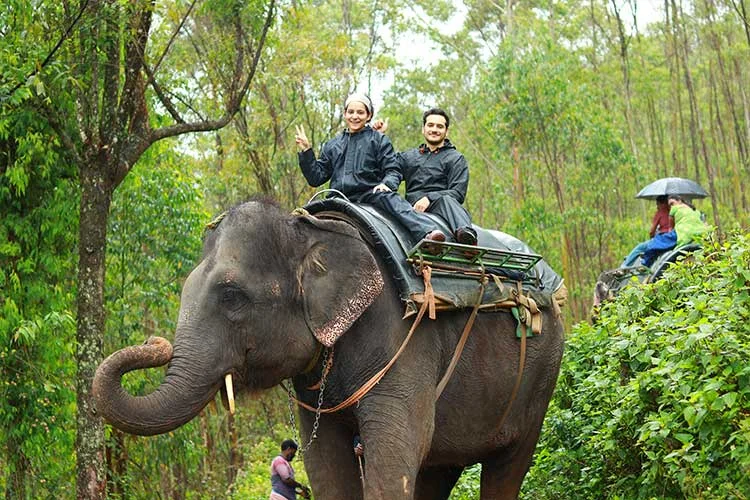 Elephant forest pathway walk