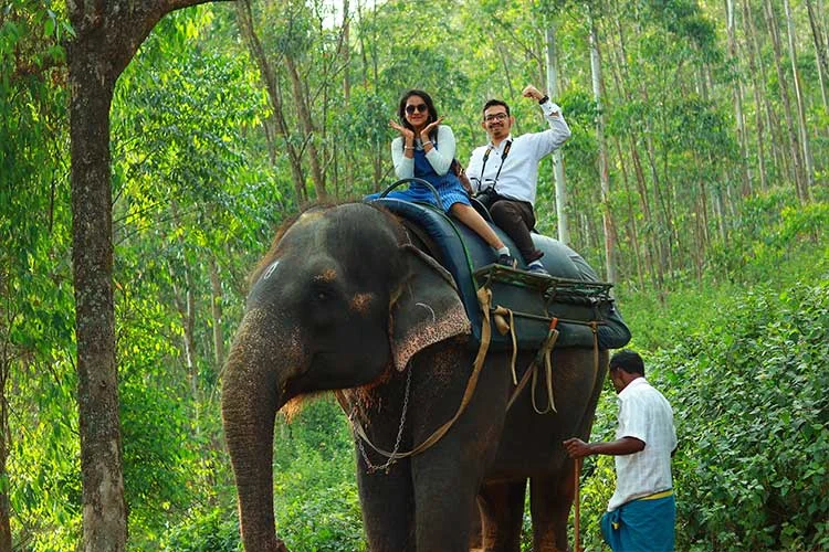 Scenic elephant ride