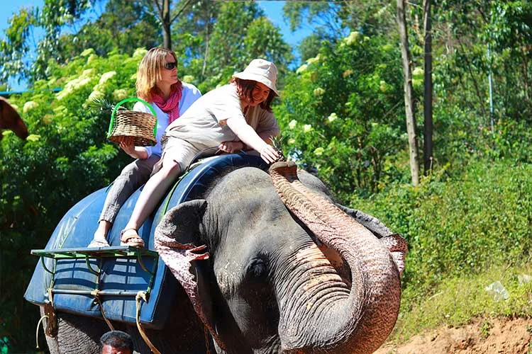 Elephant Feeding Session