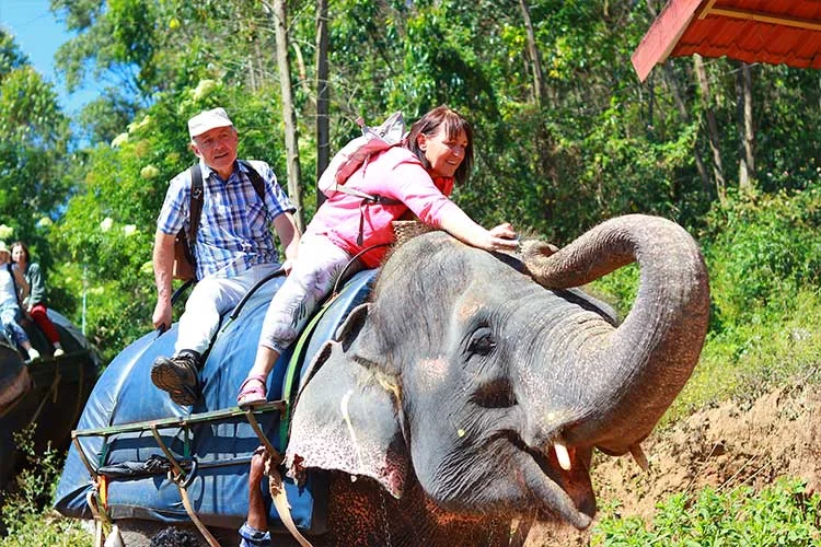 Elephant Bathing Munnar