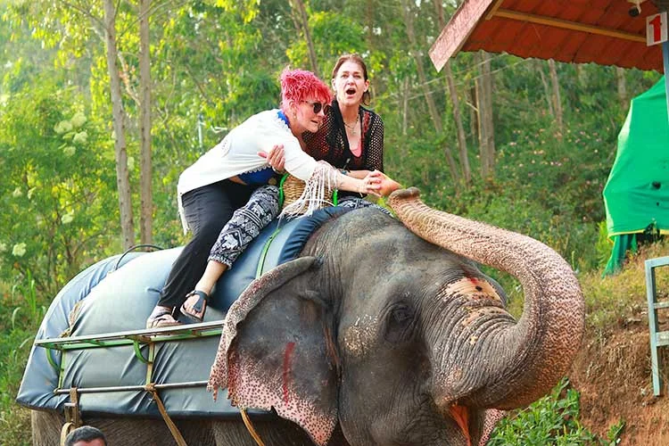 Elephant feeding 3