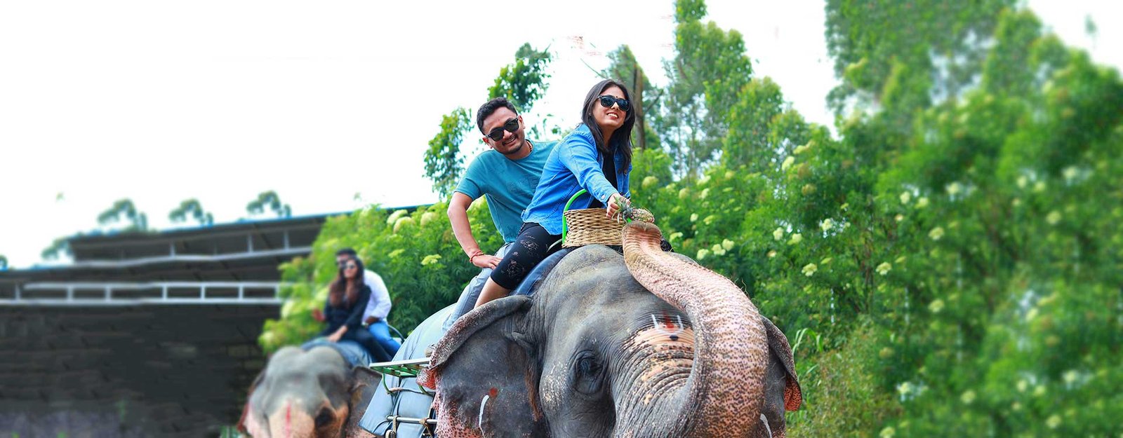 Elephant Feeding experience
